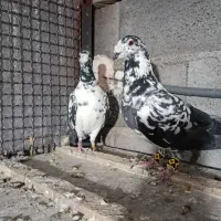 کبوتر|پرنده|شیراز, حومه شیراز|دیوار