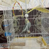 عروس هلندی نر