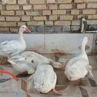 غاز|پرنده|کارون, |دیوار