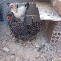 مرغ آمروک نیمچه برهما