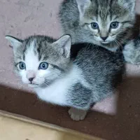 واگذاری بچه گربه سه ماهه|گربه|کرج, خرمدشت|دیوار