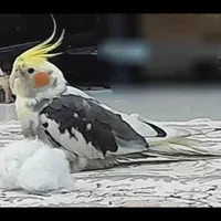 گم شدن عروس هلندی