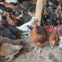 فروش نیمچه مرغ ۱ماهه و ۳مامه