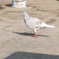 کبوتر