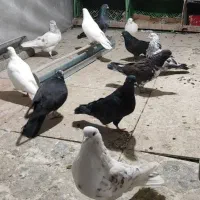 کبوتر پرشی بشرط پرش سنگین