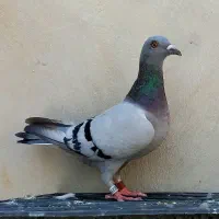 پلاکی عراق