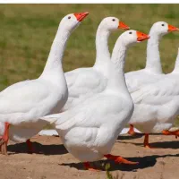 فروش غاز تخم گذار خورموج