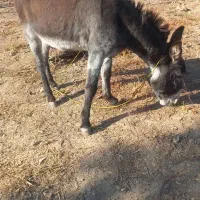 الاغ جوان نر|حیوانات مزرعه|قزوین, |دیوار