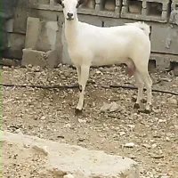 بز صلاله شیری