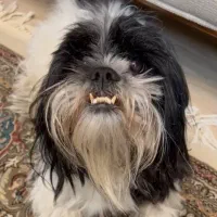 سگ گمشده در زرند|حیوانات|زرند, |دیوار