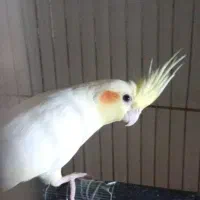 سه تا عروس و دوتا جوجه