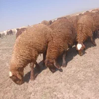 گوسفند
