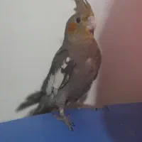 عروس هلندی