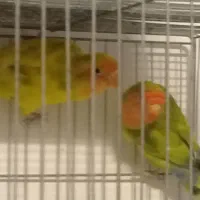 جفت برزیلی مولد وچند فنچ یسر کینگ مست