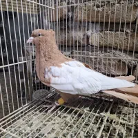 ماده زرد کت سفید ۴۰ سانتی|پرنده|مشهد, رضاییه|دیوار