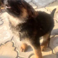 توله سگ ژرمن اصل واگذار میگردد|سگ|شهریار, اصیل آباد|دیوار