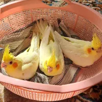 جوجه عروس هلندی لوتینو زعفرونی