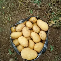 سیب زمینی جلی موجود برای فردا