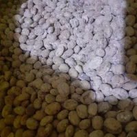 بذر لوبیا چیتی رقم کوشا|عمده‌فروشی|منوجان, |دیوار