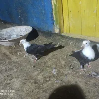 جوجه کلاغ جفت نر
