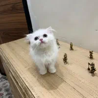 بچه گربه پرشین اسکاتیش