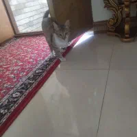 گربه رایگان واگذار میشود