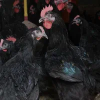 ذبح مرغ خروس سیاه محدوده غرب