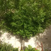 اپارتمان اجاره کوتاه مدت