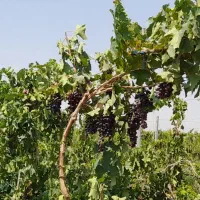 باغ-انگور-سیاه-بیدانه-و-زمین-زعفران
