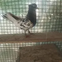 کبوتر