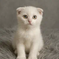 بچه گربه نژاد اسکاتیش