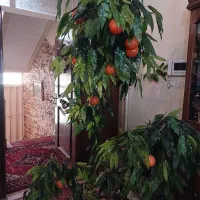 درختچه مصنوعی پرتغال
