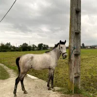 اسب نریون پنج سال|اسب و تجهیزات اسبسواری|پرهسر, |دیوار