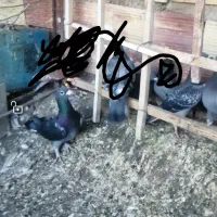 نر پولکی دوستان