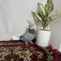 یک سار نر عاص آماده جفت سازی