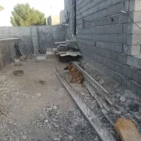 سگ مالنیوز ماده