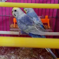 مرغ عشق ۳ عدد رینبو اصل بنفش ( رنگین کمانی )