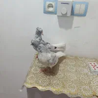 کفتر دم سفید