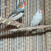 طوقی ماده فنچ|پرنده|سراوان, |دیوار