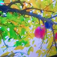 تلویزیون دوو ۵۰ اینج|تلویزیون و پروژکتور|خرمآباد, |دیوار