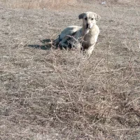 سگ ماده پژدر|سگ|چالدران, |دیوار