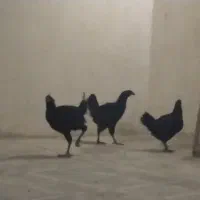 مرغ و خروس لاری