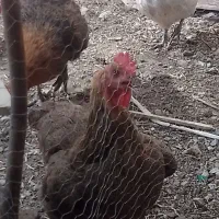 یک عدد مرغ  تخمگذار