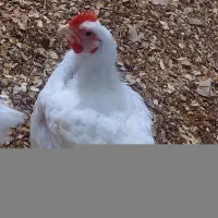 مرغ زنده و پاک‌شده تازه کیلویی ۳۳۰ سالم و تمیز