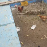 مرغ و خروس محلی