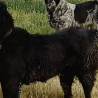 واگزاری سگ قهدریجان|سگ|رودشت (اصفهان), |دیوار