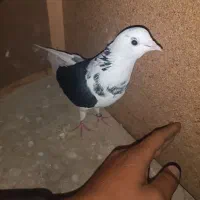 کفتر کفتر بازی|پرنده|نورآباد, |دیوار