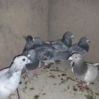 تبعیدی مال بیرجند