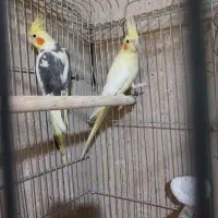 عروس هلندی