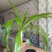 گل ذرتی با ۶۳سانت قد